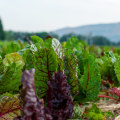 Creating a Sustainable Food System in Blaine County, Idaho
