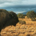 Food Sovereignty and Self-Sufficiency in Blaine County, Idaho: Achieving a Thriving Community Food System
