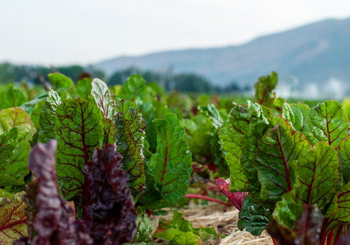 Creating a Sustainable Food System in Blaine County, Idaho